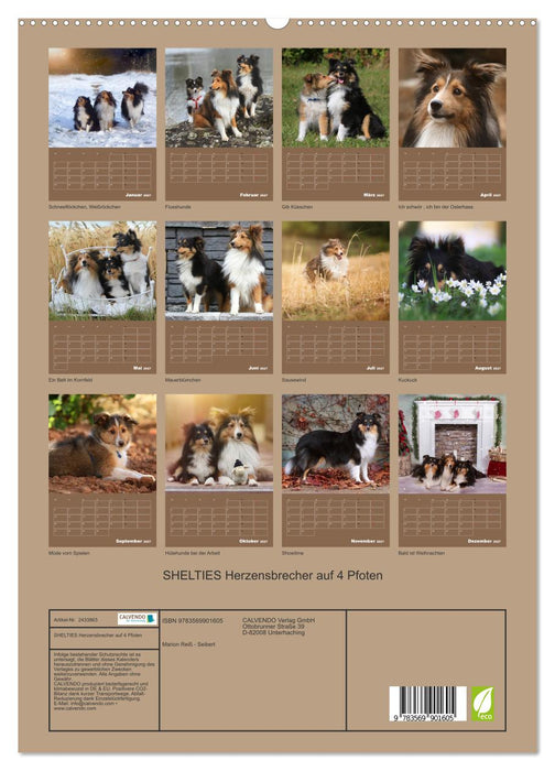 SHELTIES Herzensbrecher auf 4 Pfoten (CALVENDO Premium Wandkalender 2027)