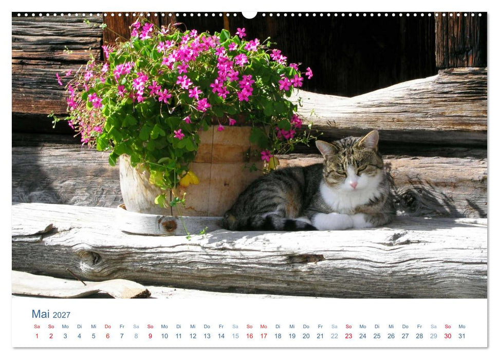 Tierisches Leben auf dem Bauernhof 2027 (CALVENDO Wandkalender 2027)