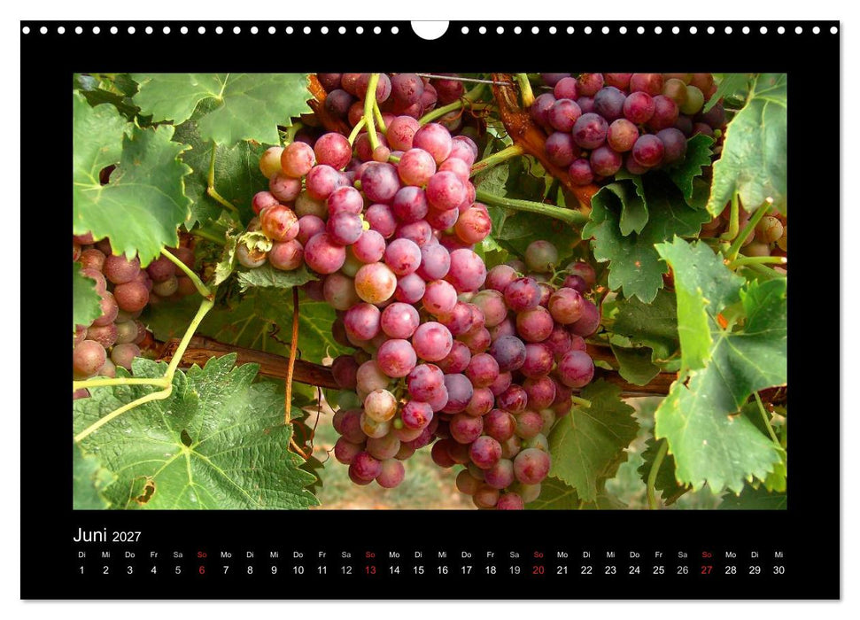 Wein - Reben, Wingerte und historische Weinkeller (CALVENDO Wandkalender 2027)