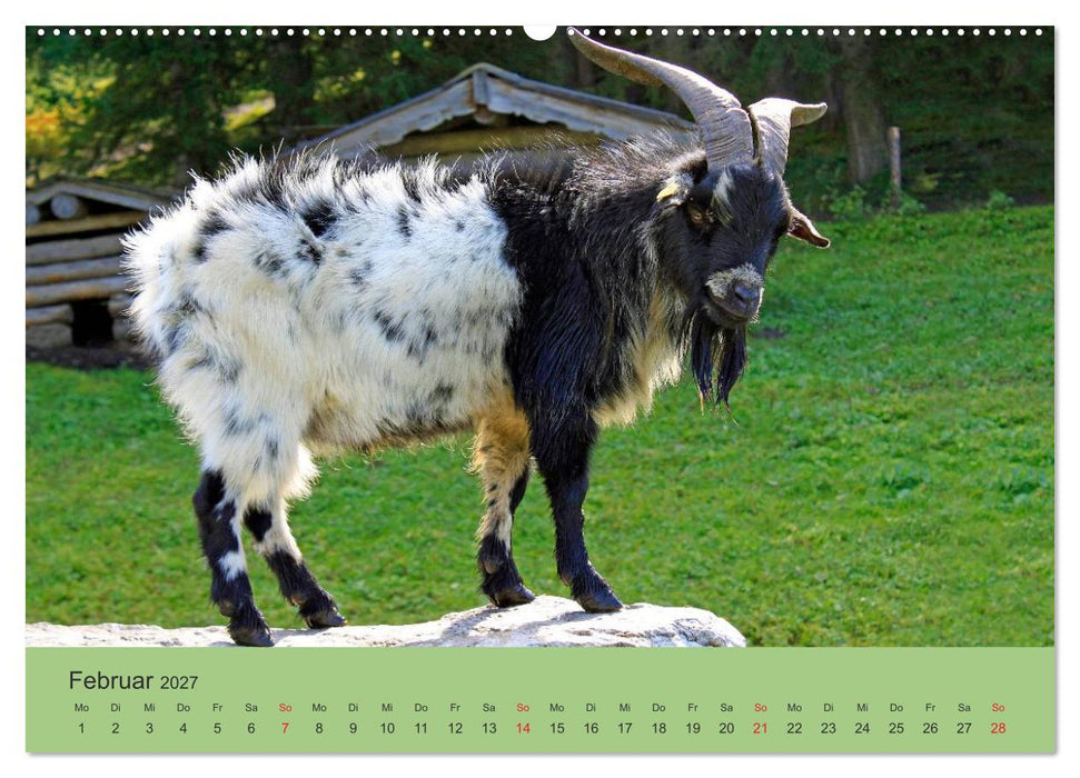 Wir sind die Stars am Bauernhof (CALVENDO Premium Wandkalender 2027)