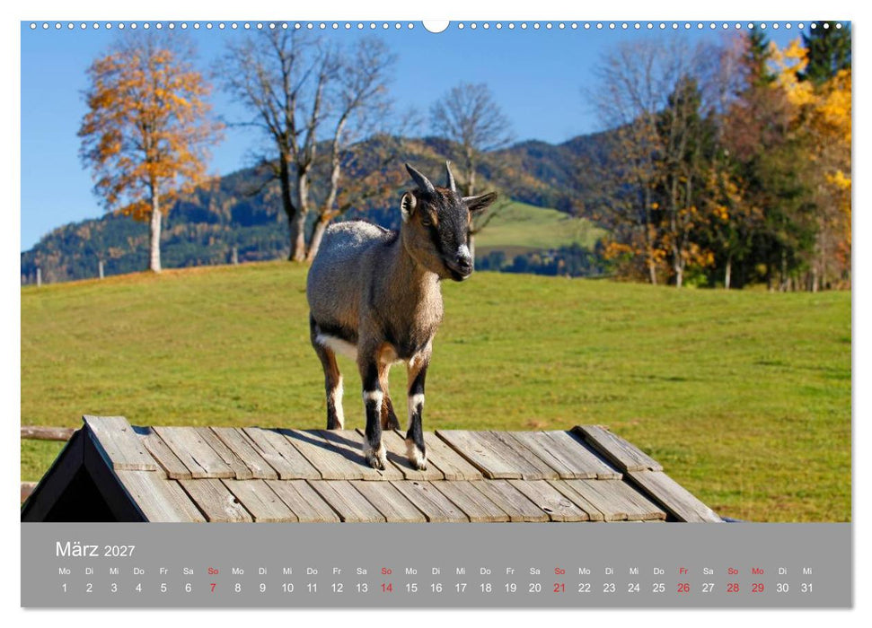Wir sind die Stars am Bauernhof (CALVENDO Premium Wandkalender 2027)