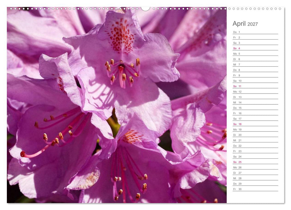 Rhododendron Schönheiten im Garten (CALVENDO Wandkalender 2027)