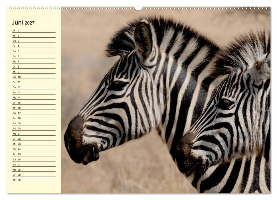 Afrika. Tiere in freier Wildbahn (CALVENDO Wandkalender 2027)