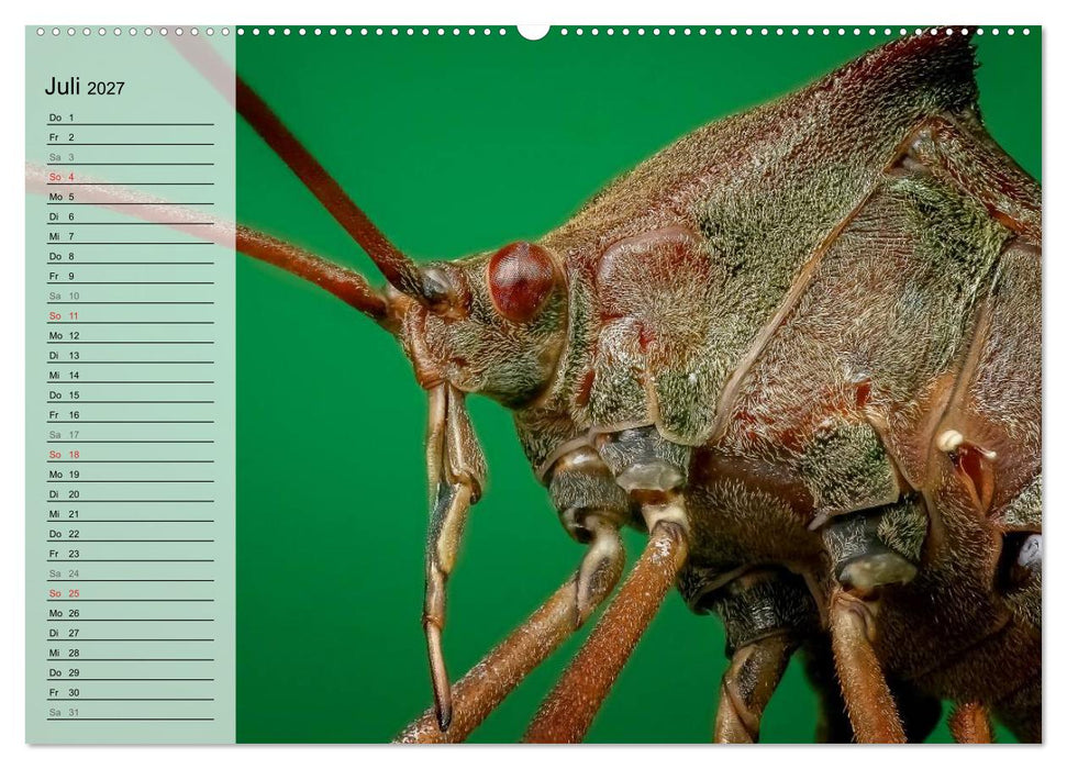 Die geheimnisvolle Welt der Insekten (CALVENDO Premium Wandkalender 2027)