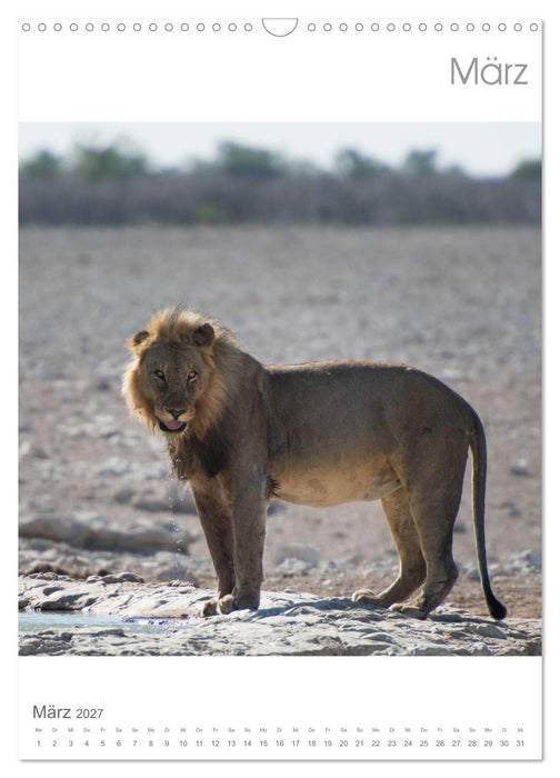 BIG CATS - Namibias Raubkatzen (CALVENDO Wandkalender 2027)