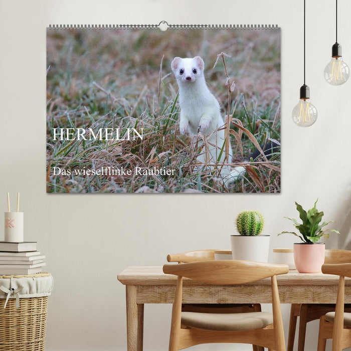 Hermelin - das wieselflinke Raubtier (CALVENDO Wandkalender 2027)
