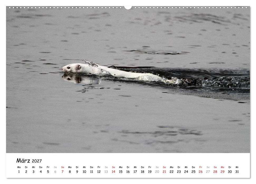 Hermelin - das wieselflinke Raubtier (CALVENDO Wandkalender 2027)