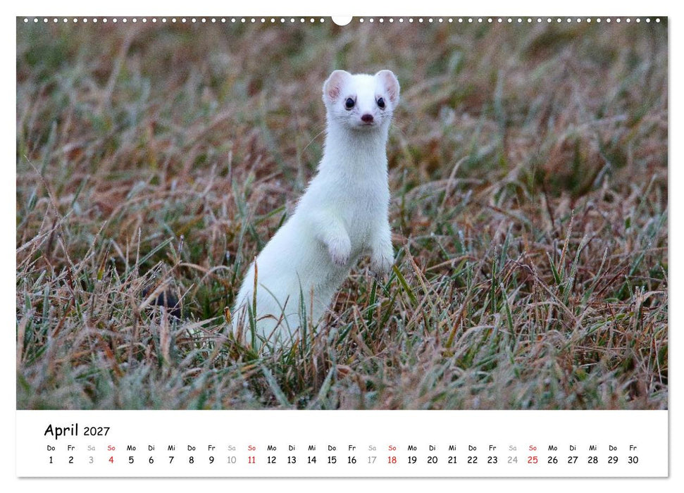 Hermelin - das wieselflinke Raubtier (CALVENDO Wandkalender 2027)