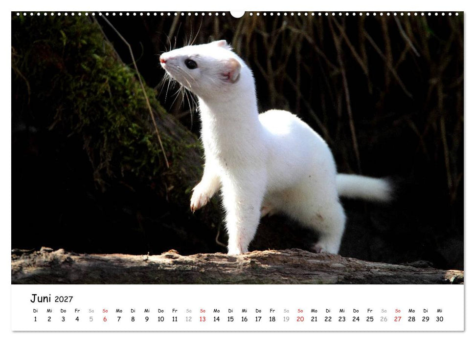 Hermelin - das wieselflinke Raubtier (CALVENDO Wandkalender 2027)