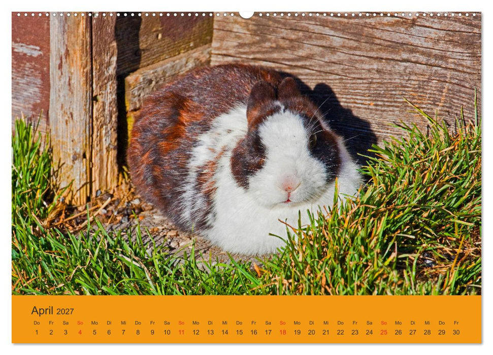 Wir sind die Stars am Bauernhof (CALVENDO Wandkalender 2027)