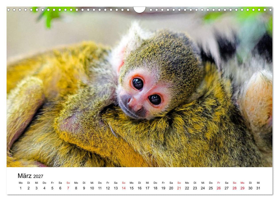 Totenkopfaffen (CALVENDO Wandkalender 2027)