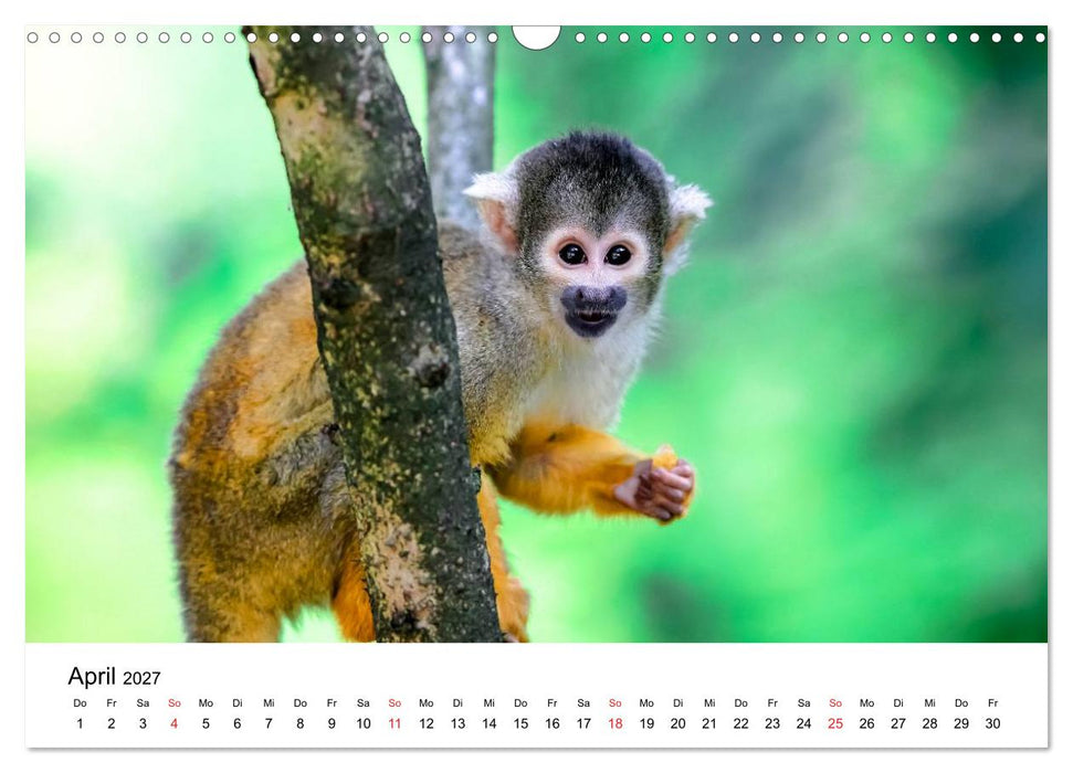 Totenkopfaffen (CALVENDO Wandkalender 2027)