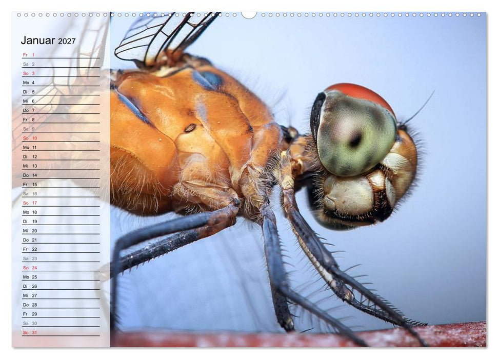Die geheimnisvolle Welt der Insekten (CALVENDO Wandkalender 2027)