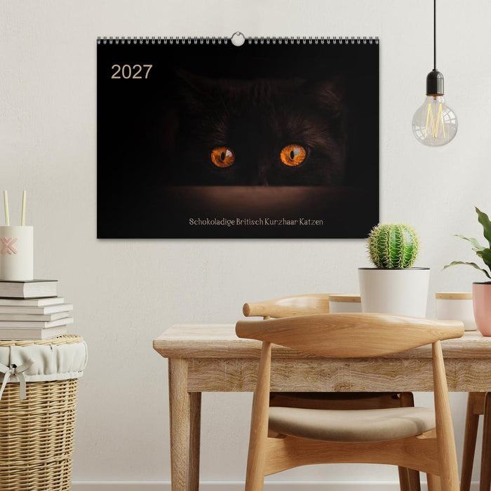 Schokoladige Britisch Kurzhaar Katzen (CALVENDO Wandkalender 2027)