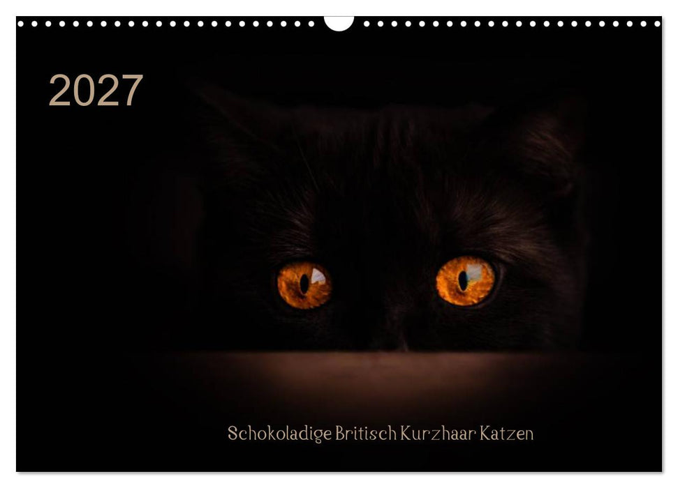 Schokoladige Britisch Kurzhaar Katzen (CALVENDO Wandkalender 2027)