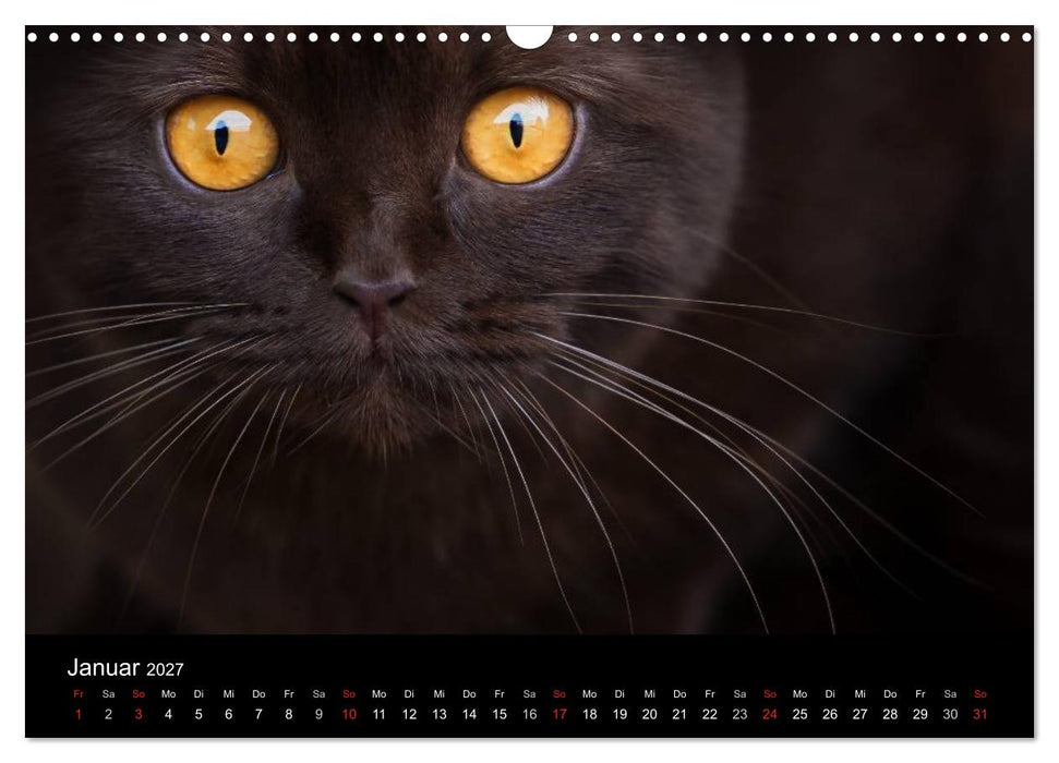 Schokoladige Britisch Kurzhaar Katzen (CALVENDO Wandkalender 2027)