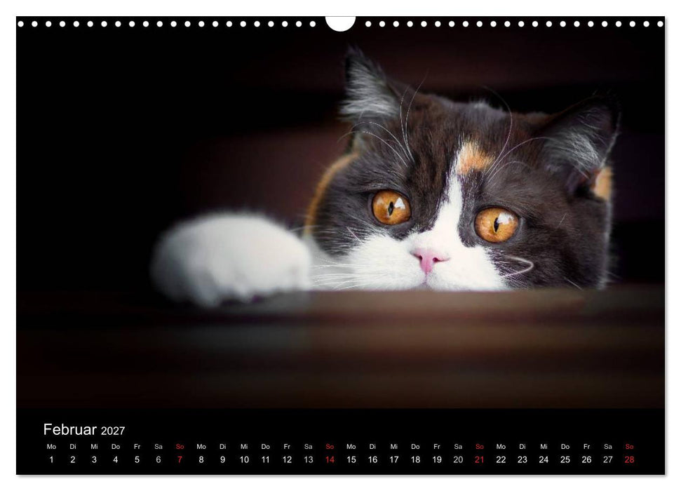 Schokoladige Britisch Kurzhaar Katzen (CALVENDO Wandkalender 2027)