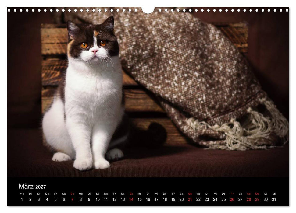 Schokoladige Britisch Kurzhaar Katzen (CALVENDO Wandkalender 2027)