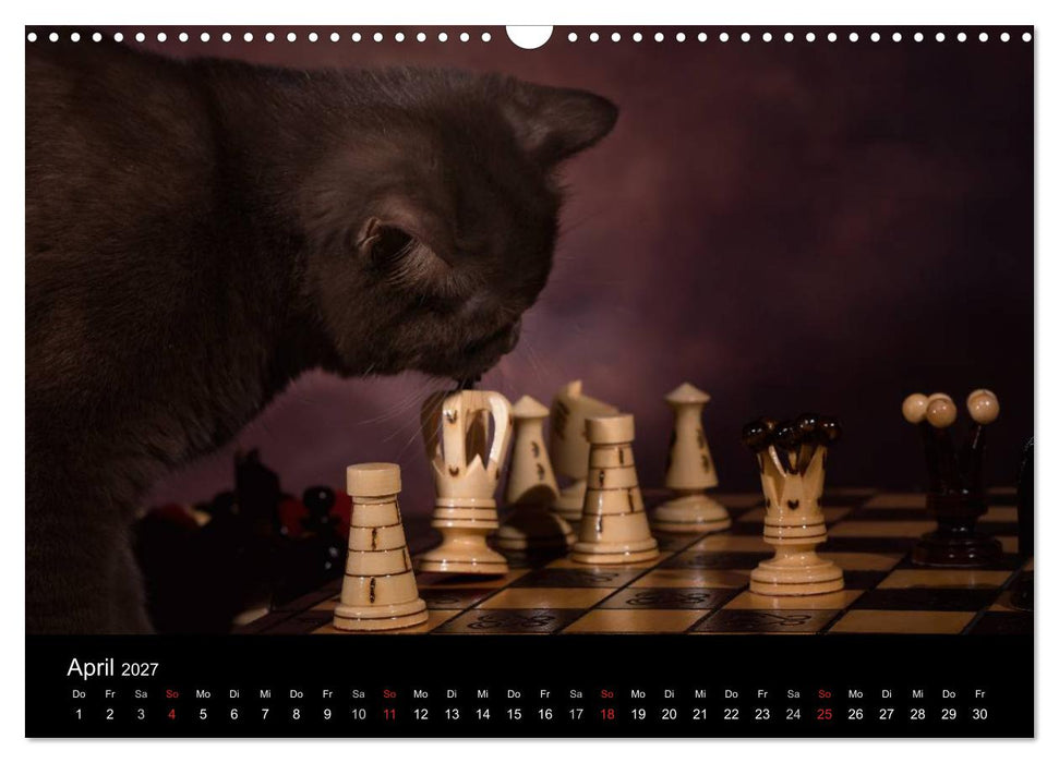 Schokoladige Britisch Kurzhaar Katzen (CALVENDO Wandkalender 2027)