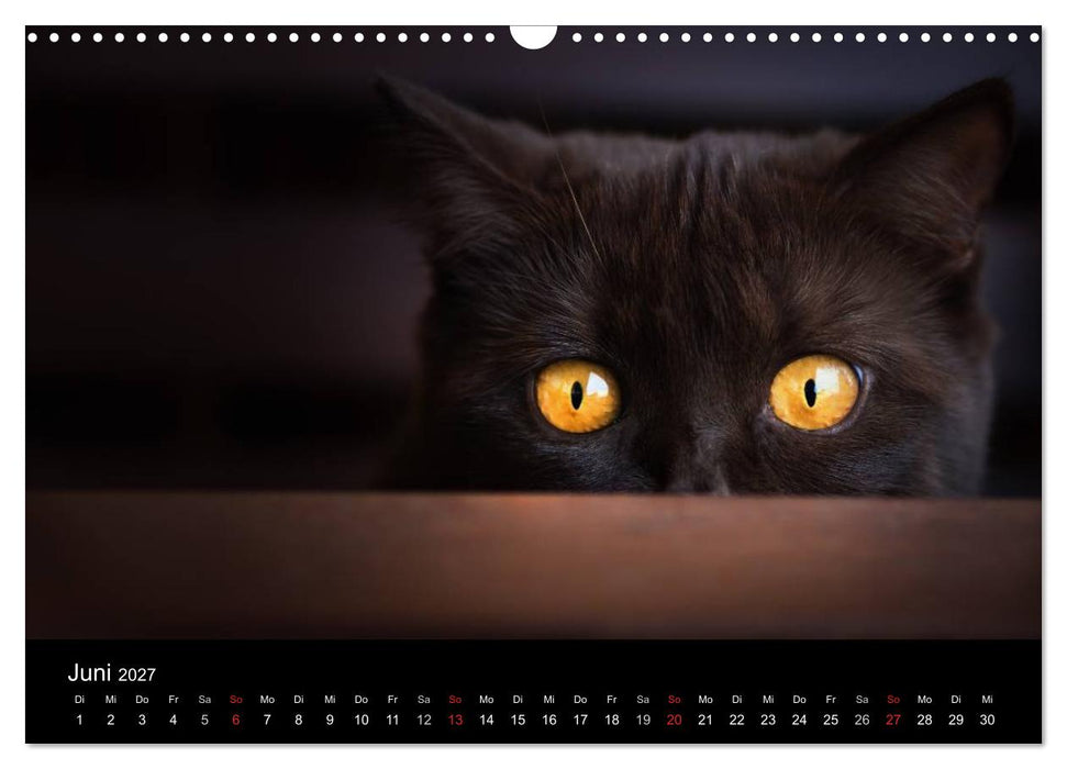 Schokoladige Britisch Kurzhaar Katzen (CALVENDO Wandkalender 2027)