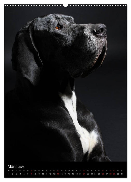 Faszination Deutsche Dogge (CALVENDO Wandkalender 2027)