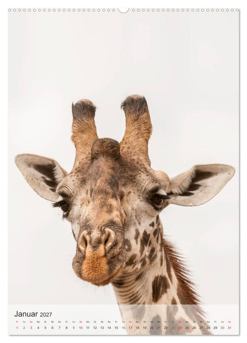 Emotionale Momente: Giraffen, die höchsten Tiere der Welt. (CALVENDO Wandkalender 2027)