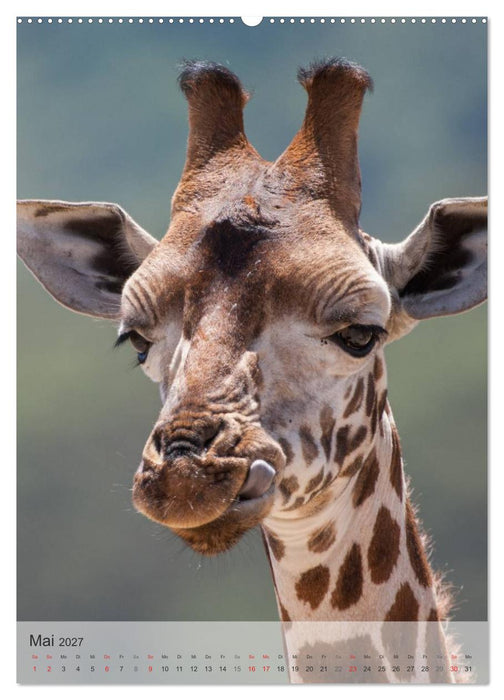 Emotionale Momente: Giraffen, die höchsten Tiere der Welt. (CALVENDO Wandkalender 2027)