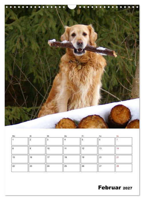 Glücklicher Golden Retriever (CALVENDO Wandkalender 2027)