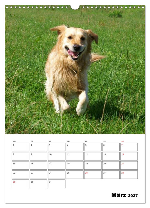 Glücklicher Golden Retriever (CALVENDO Wandkalender 2027)