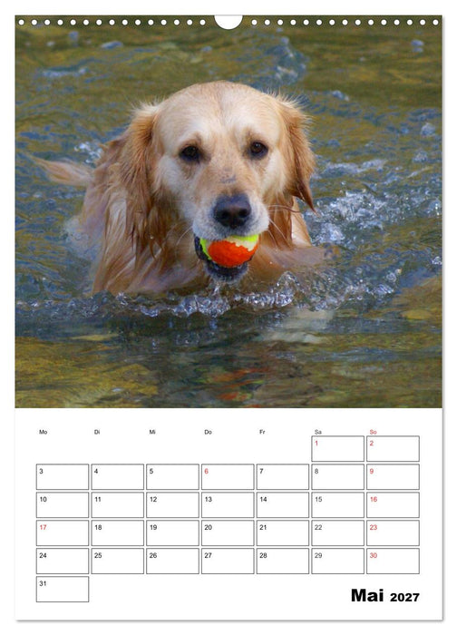 Glücklicher Golden Retriever (CALVENDO Wandkalender 2027)