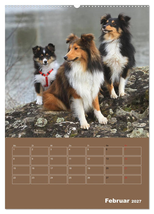 SHELTIES Herzensbrecher auf 4 Pfoten (CALVENDO Wandkalender 2027)