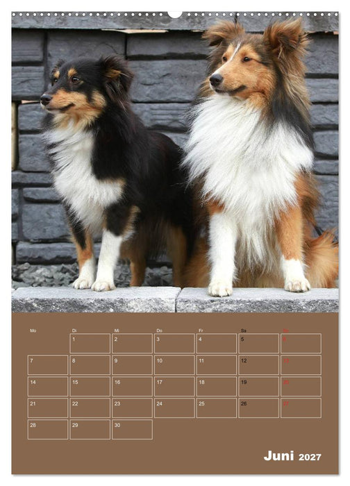 SHELTIES Herzensbrecher auf 4 Pfoten (CALVENDO Wandkalender 2027)