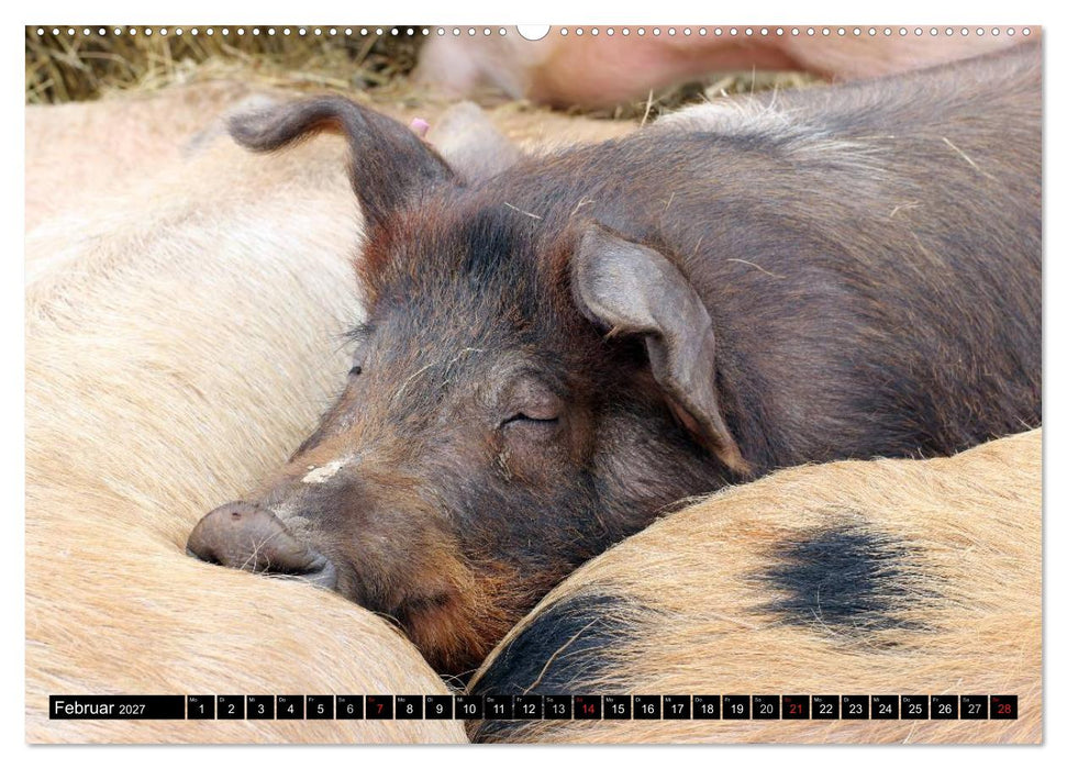Der Schweinekalender (CALVENDO Wandkalender 2027)