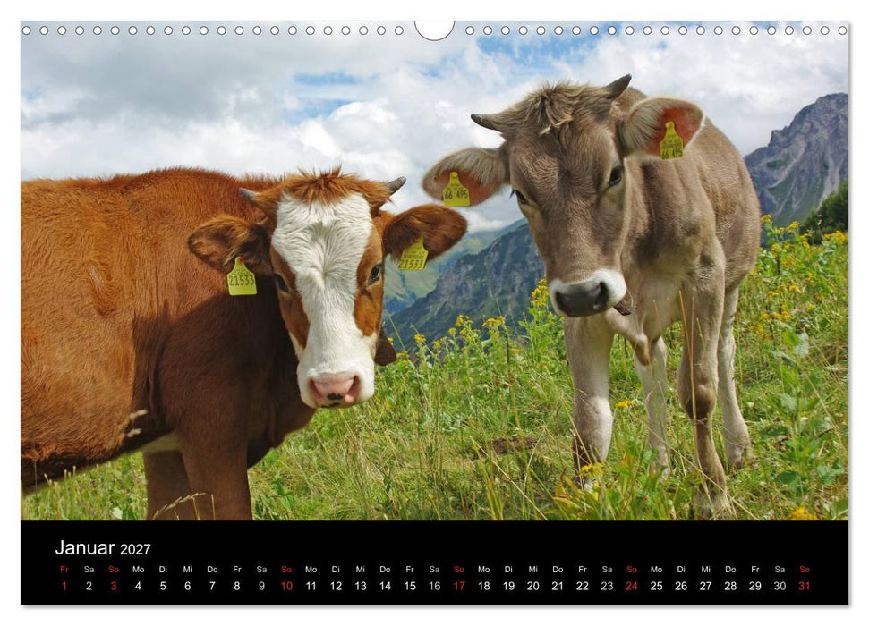 Glückliches Rindvieh 2027 (CALVENDO Wandkalender 2027)