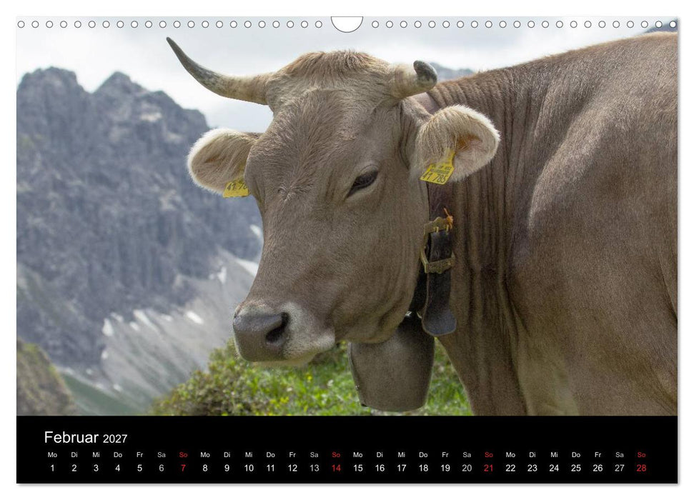 Glückliches Rindvieh 2027 (CALVENDO Wandkalender 2027)