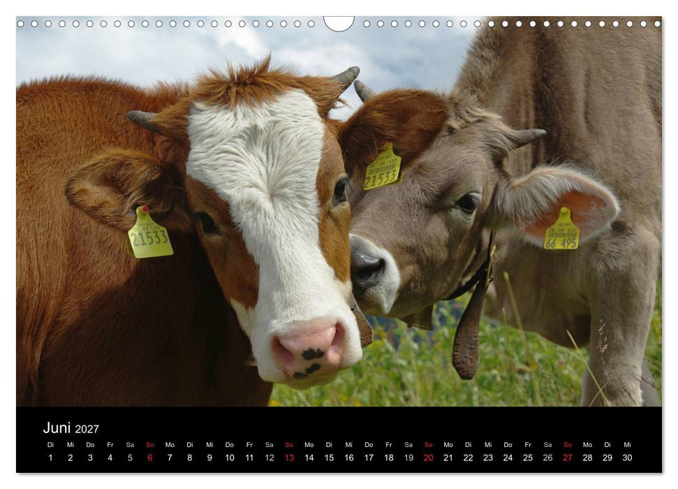 Glückliches Rindvieh 2027 (CALVENDO Wandkalender 2027)
