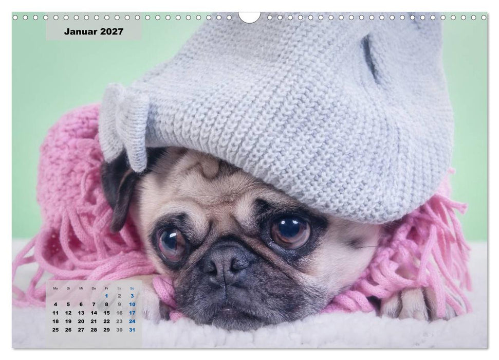 Lillie Mopsgetier - mopsfidel durchs Jahr (CALVENDO Wandkalender 2027)