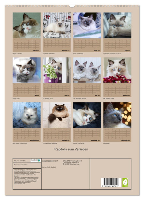 Ragdolls zum Verlieben (CALVENDO Premium Wandkalender 2027)