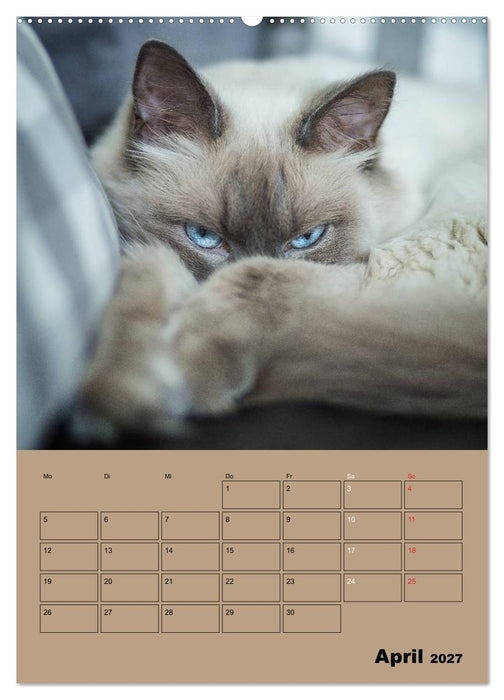 Ragdolls zum Verlieben (CALVENDO Premium Wandkalender 2027)