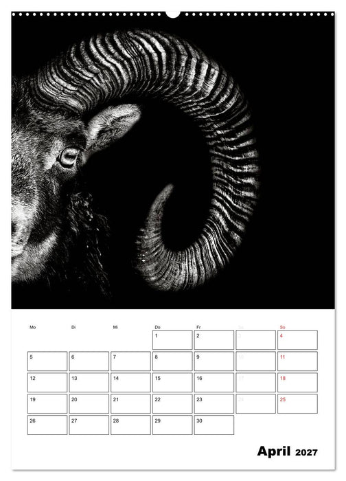 Charakterköpfe aus der Welt der Tiere (CALVENDO Wandkalender 2027)