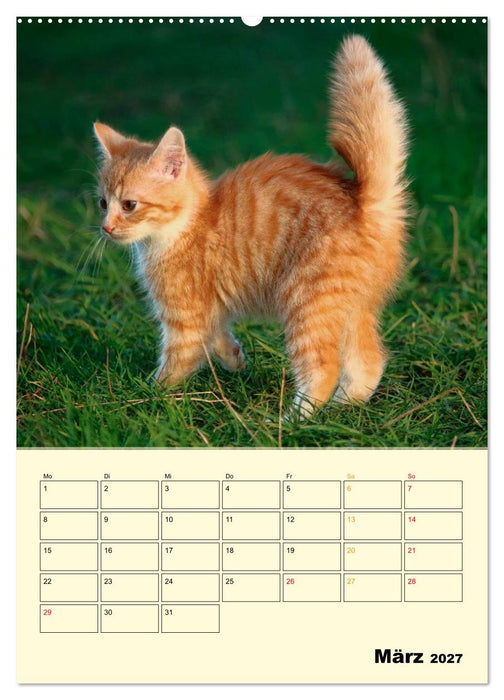 Kätzchen - Theater (CALVENDO Premium Wandkalender 2027)