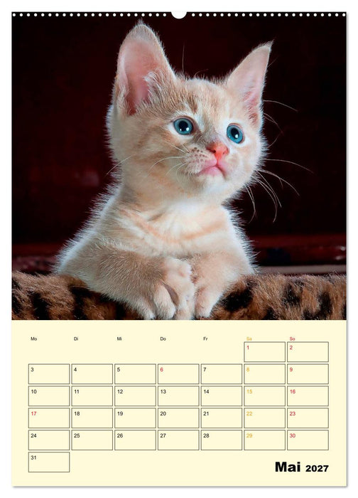 Kätzchen - Theater (CALVENDO Premium Wandkalender 2027)