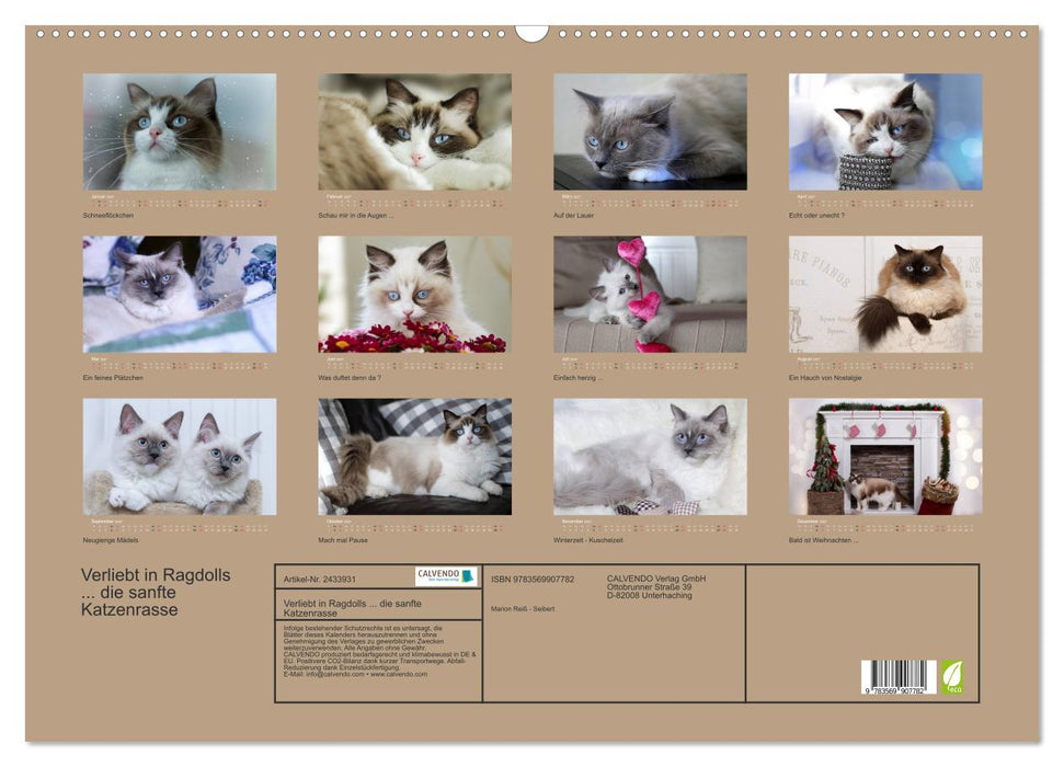 Verliebt in Ragdolls... die sanfte Katzenrasse (CALVENDO Wandkalender 2027)