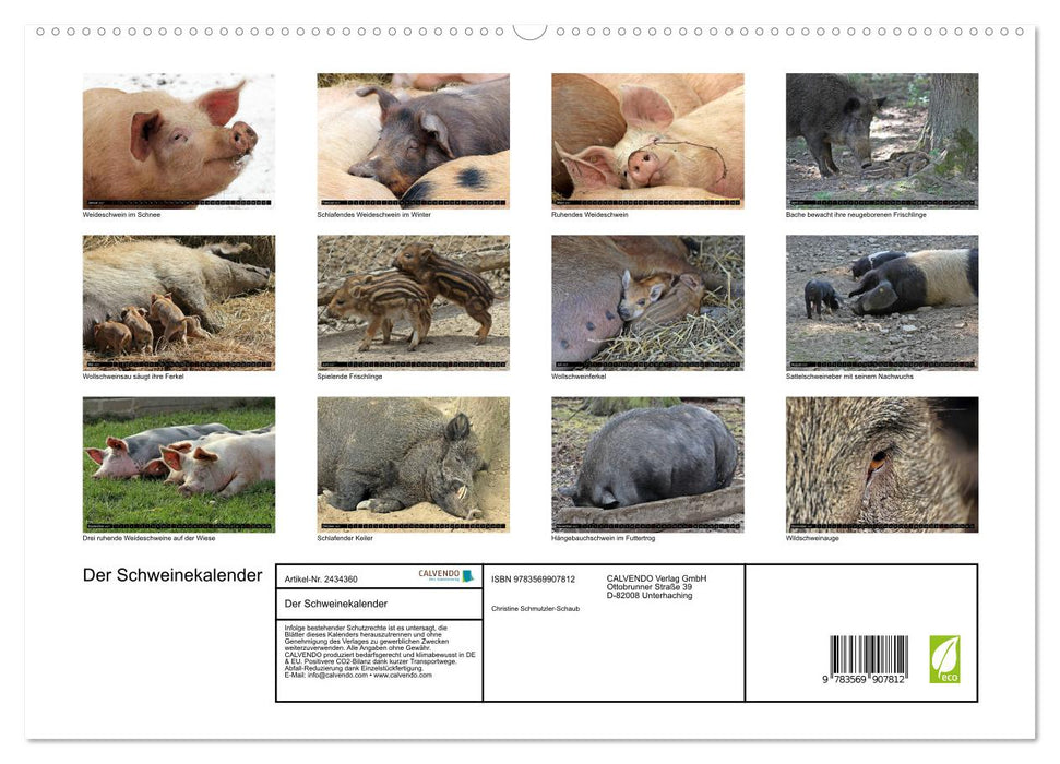 Der Schweinekalender (CALVENDO Premium Wandkalender 2027)