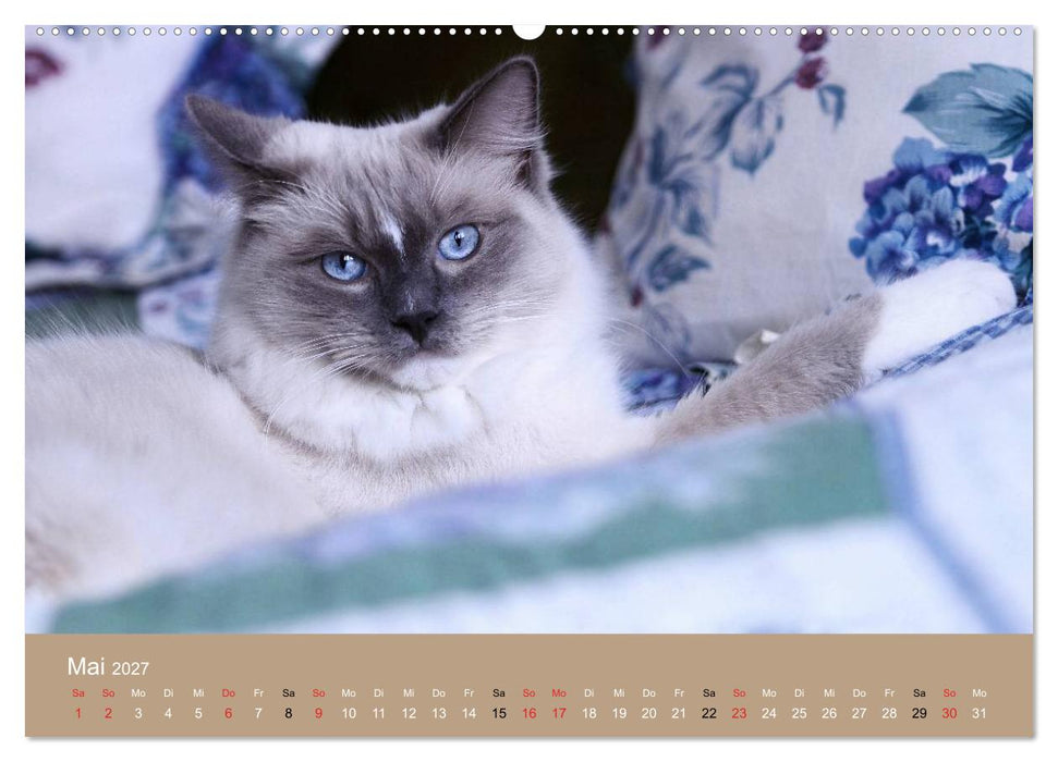 Verliebt in Ragdolls... die sanfte Katzenrasse (CALVENDO Premium Wandkalender 2027)