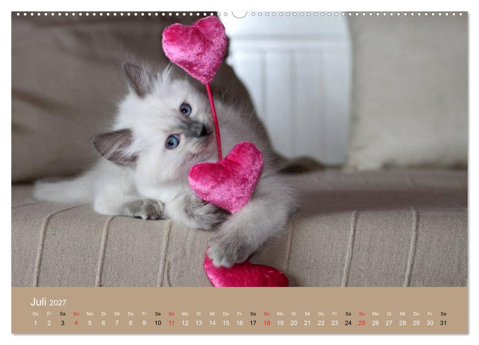 Verliebt in Ragdolls... die sanfte Katzenrasse (CALVENDO Premium Wandkalender 2027)