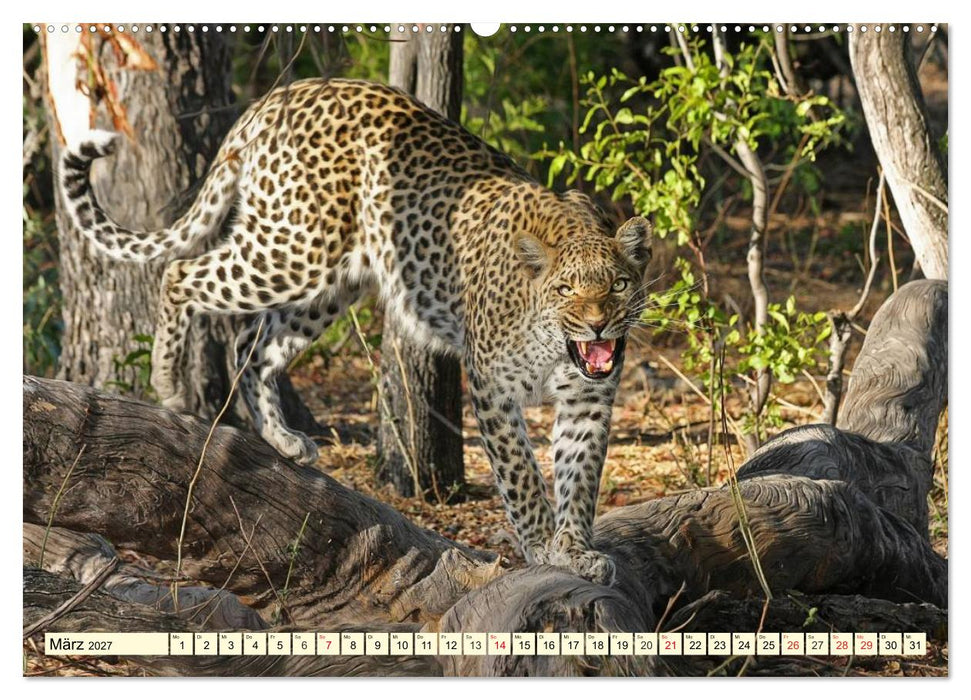 Wildes Leben in Botswana (CALVENDO Wandkalender 2027)
