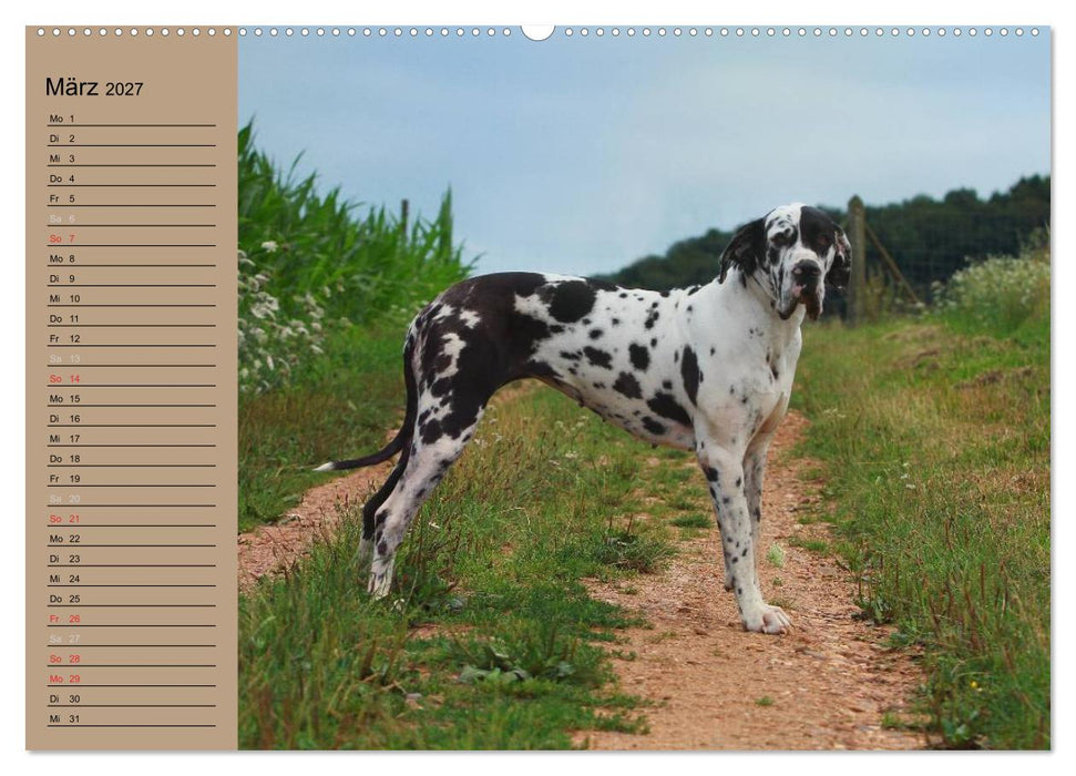 Deutsche Doggen - Sanfte Riesen (CALVENDO Wandkalender 2027)