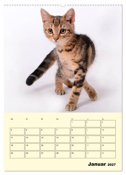Kätzchen - Theater (CALVENDO Wandkalender 2027)