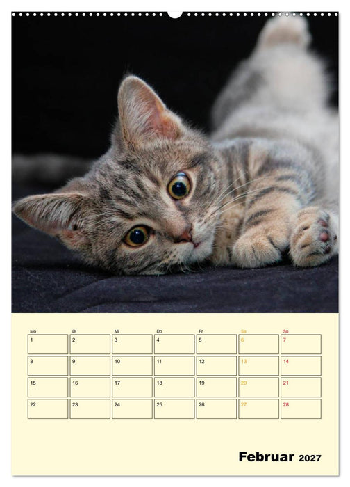 Kätzchen - Theater (CALVENDO Wandkalender 2027)